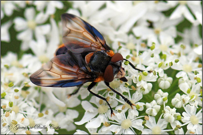 Phasia hemiptera